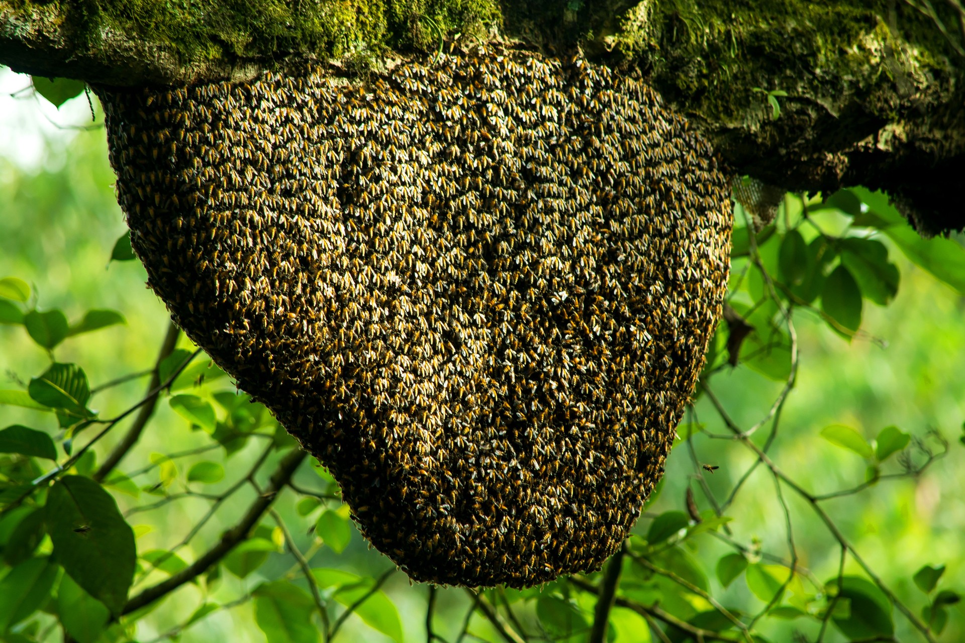 Honey Bee Swarm In The Tree