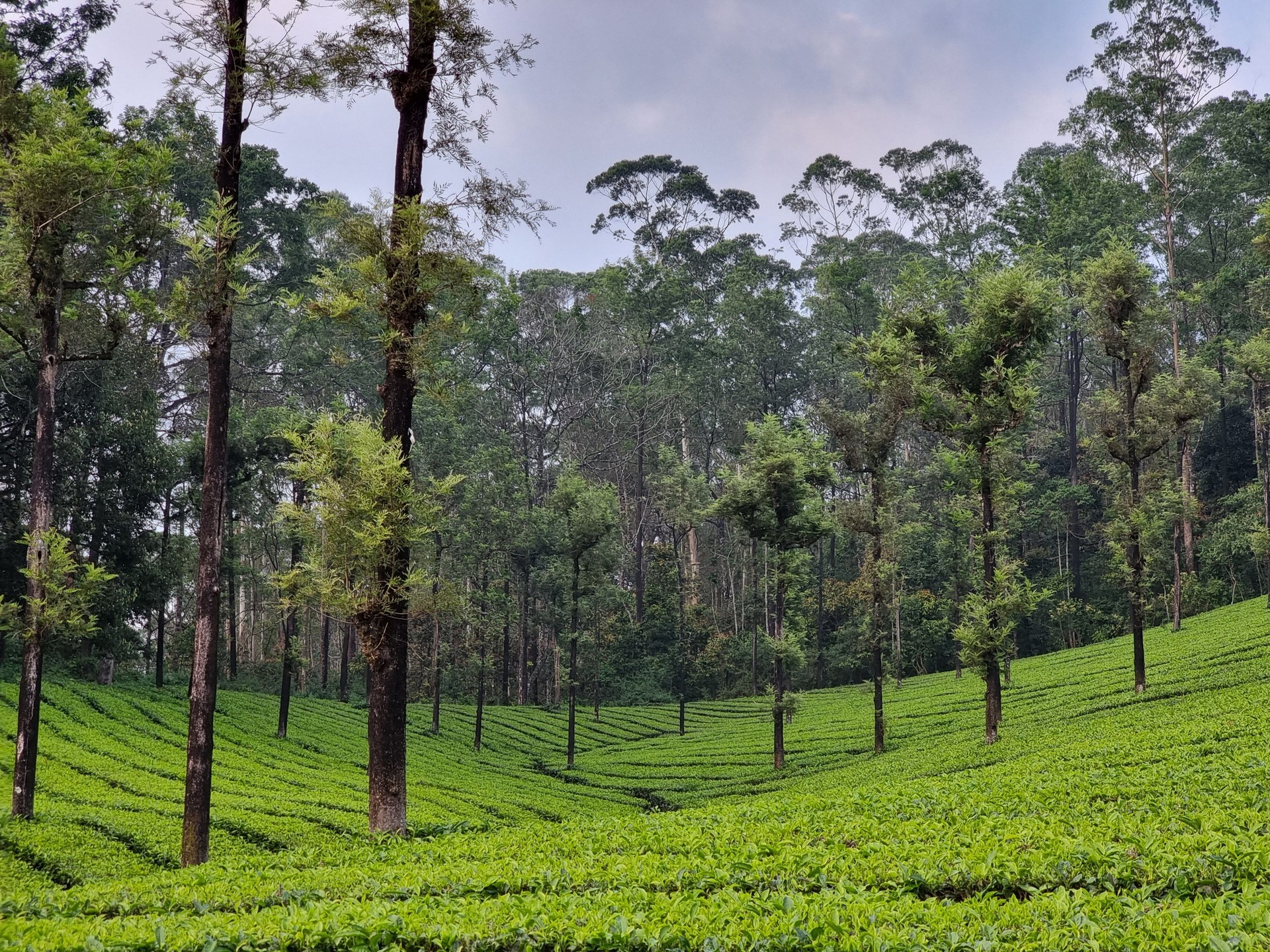 Spectacular view of Valparai Tea Estate, Tea Gardens, Tea plantations in Valparai, Tamil Nadu,India.