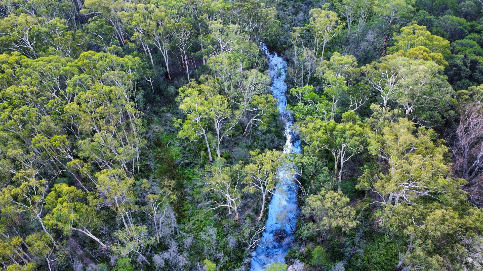 A creek running through an eucalyptus forest, seen from above
