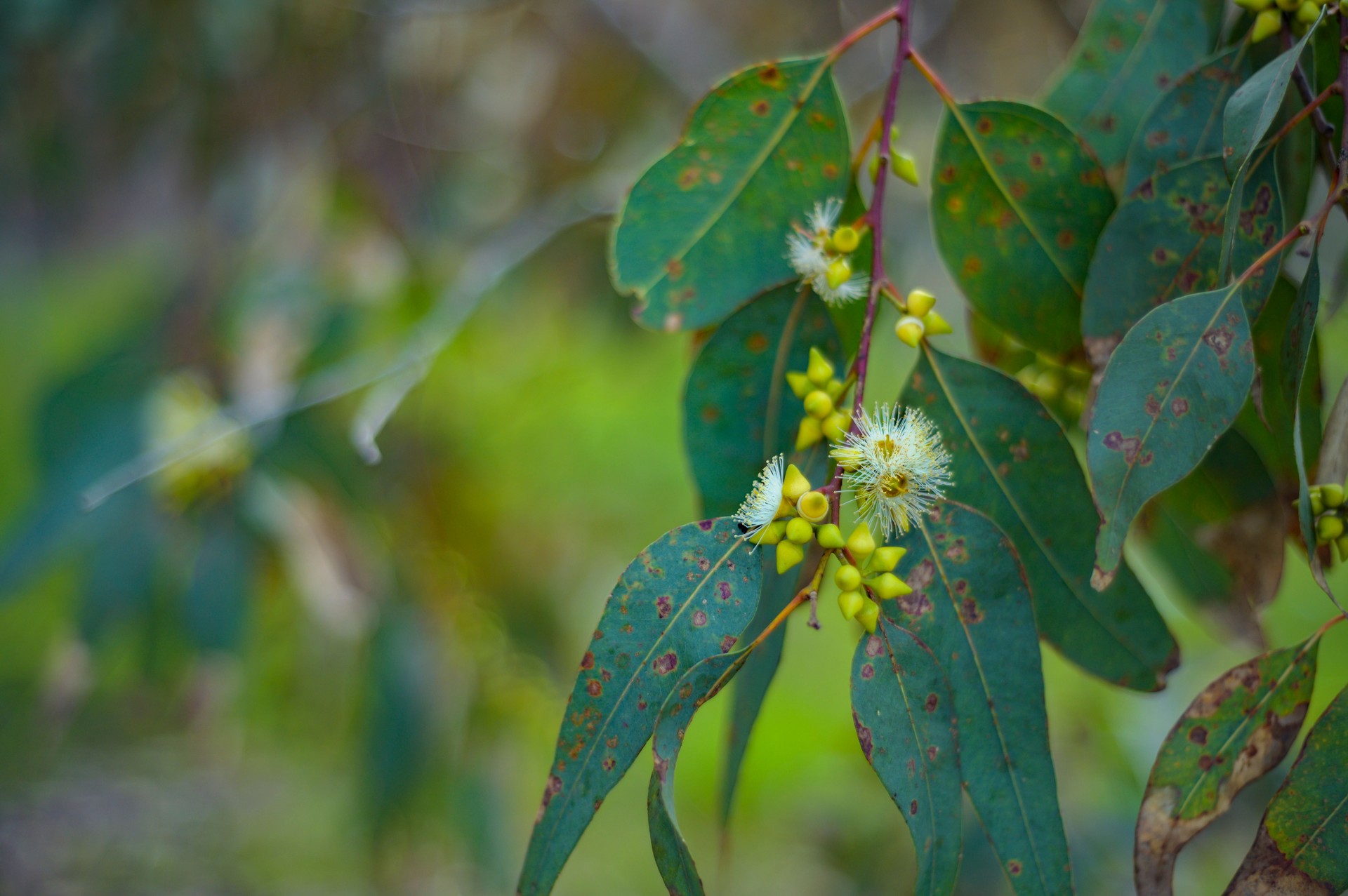 Eucalyptus Leaves and Flower
