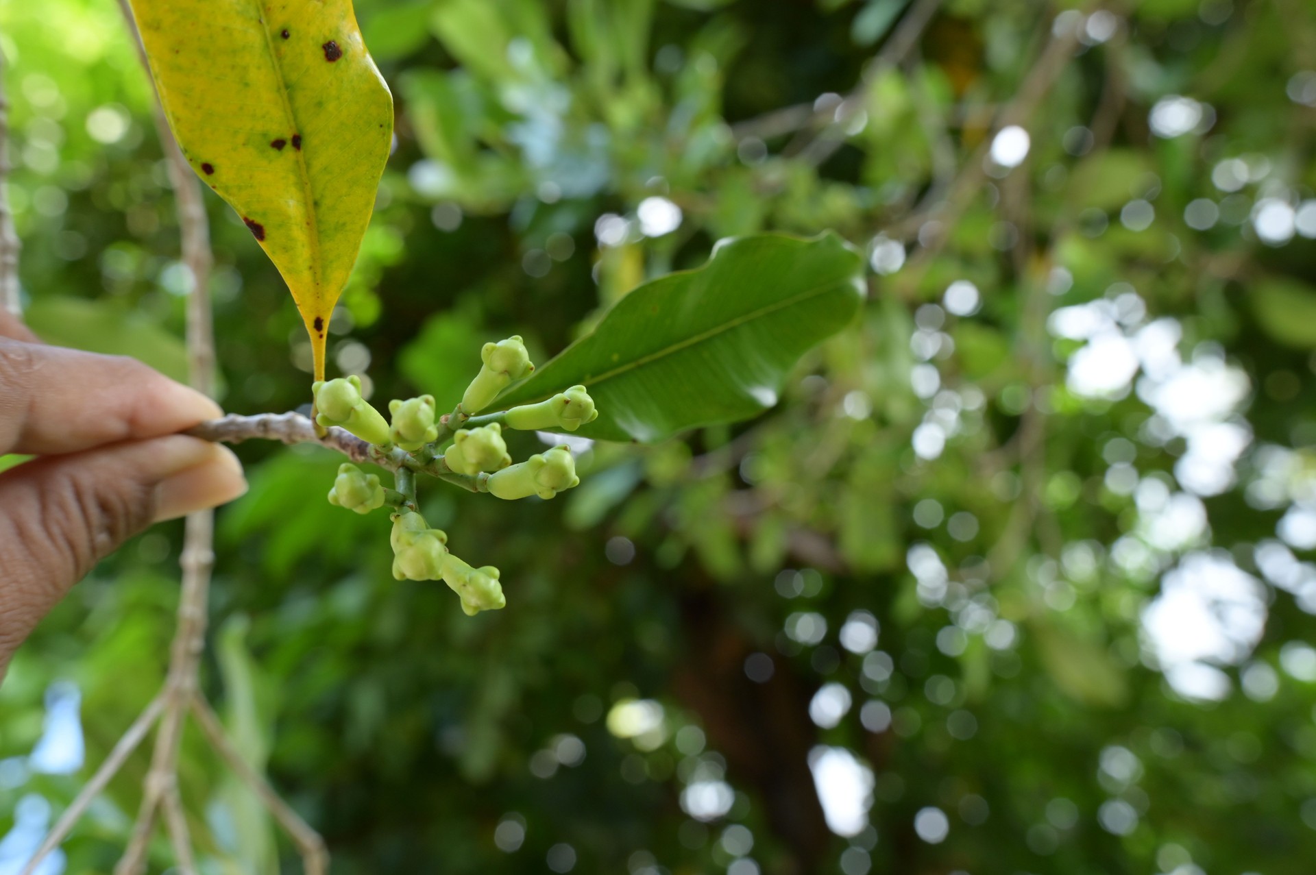 Harvesting Cloves in the Garden