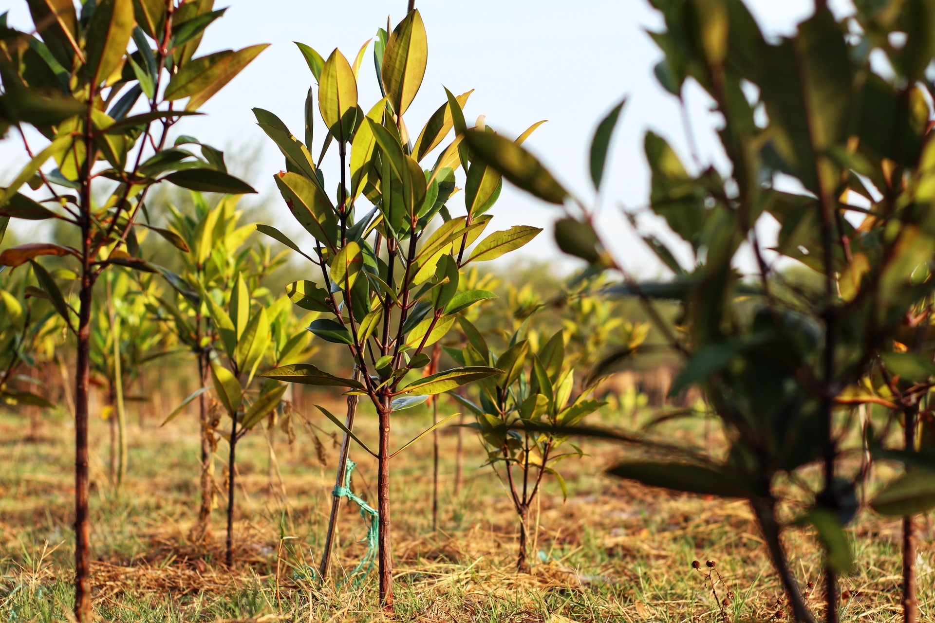 mangrove tree nurseries for replanting in protected forests