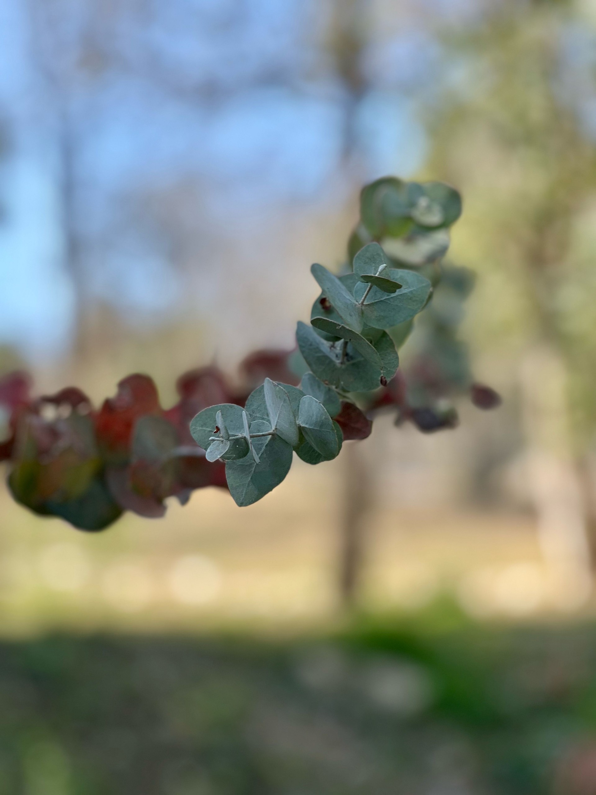 Medicinal Eucalyptus Branch: Natural Healing Power