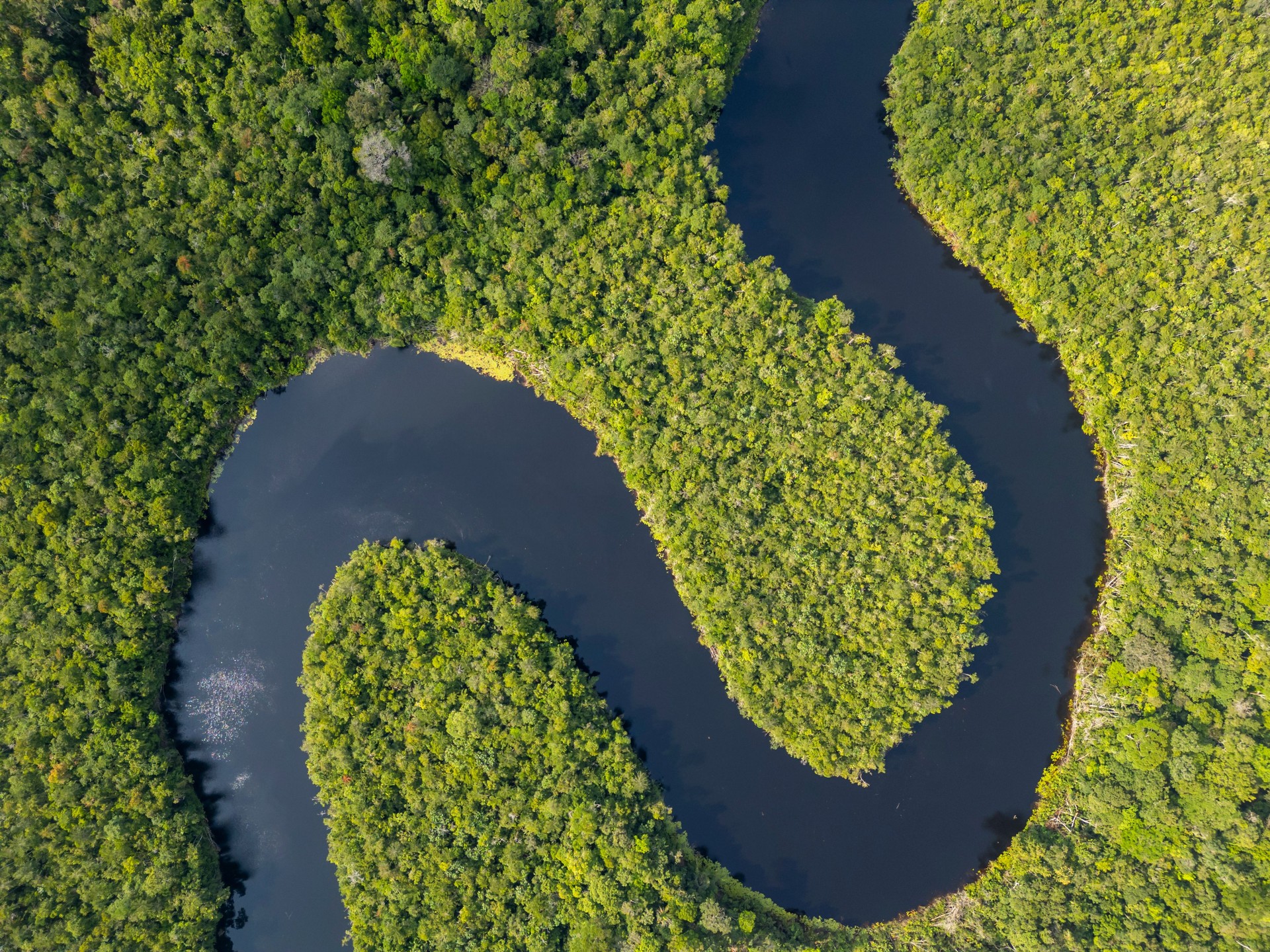 A river meandering the Amazon rainforest